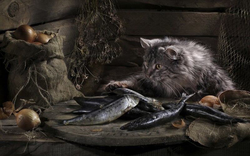 Натюрморт с котом и рыбой