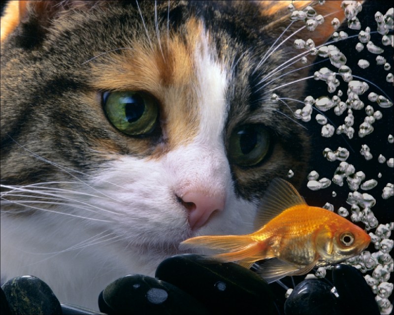 Котенок и рыба