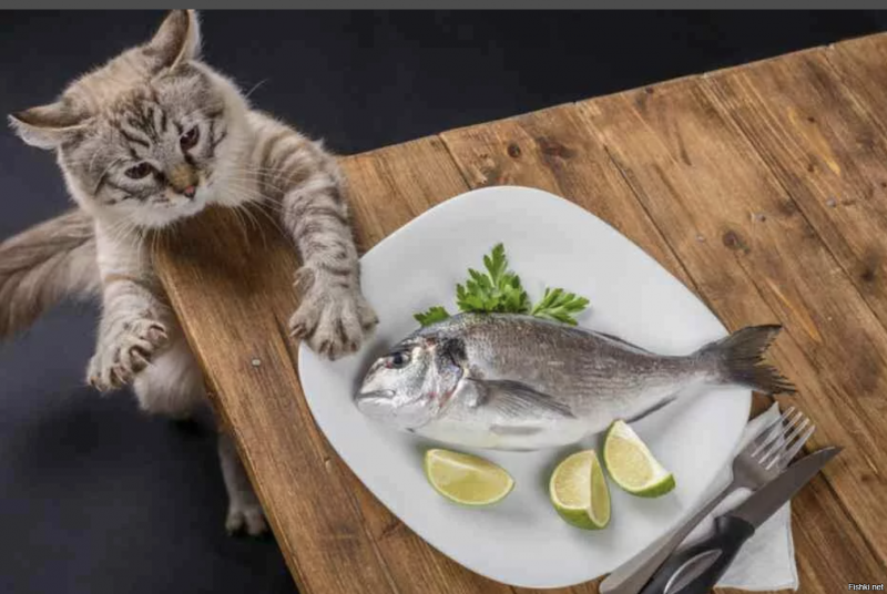 Кот ворует рыбу со стола