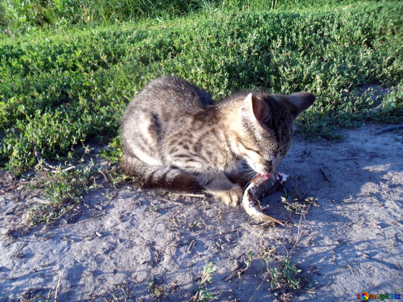 Кошка ест рыбку