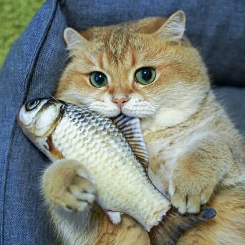Котик с рыбкой
