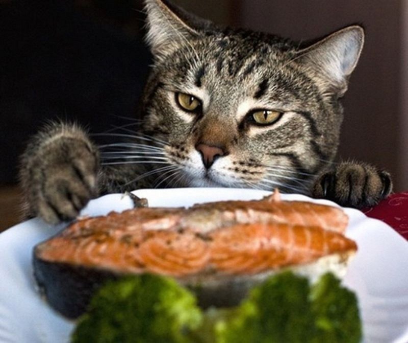 Коты и еда