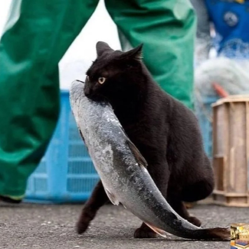 Кот с рыбой