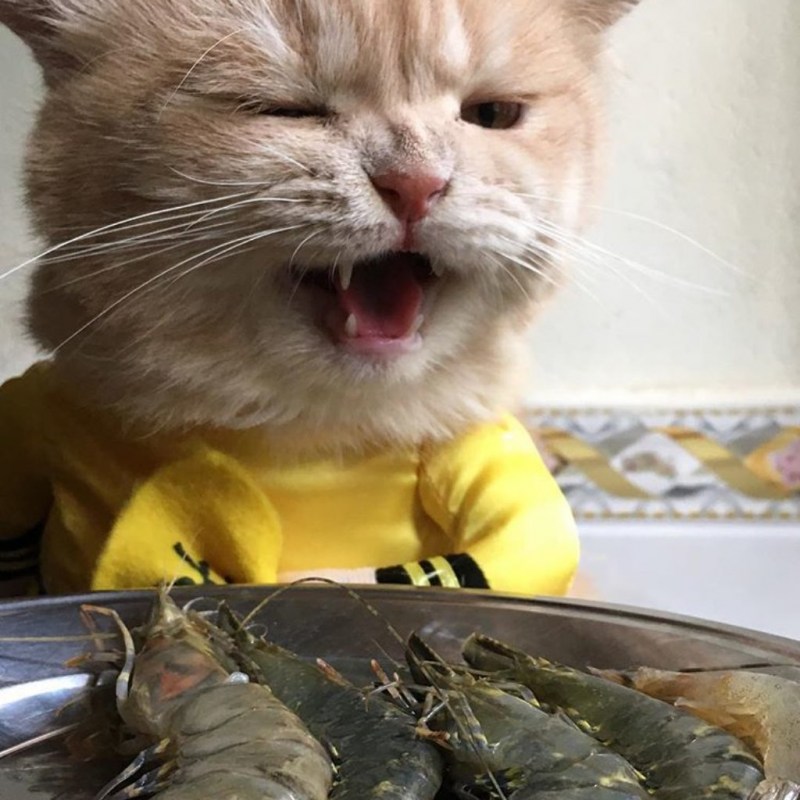 Кот ворует рыбу