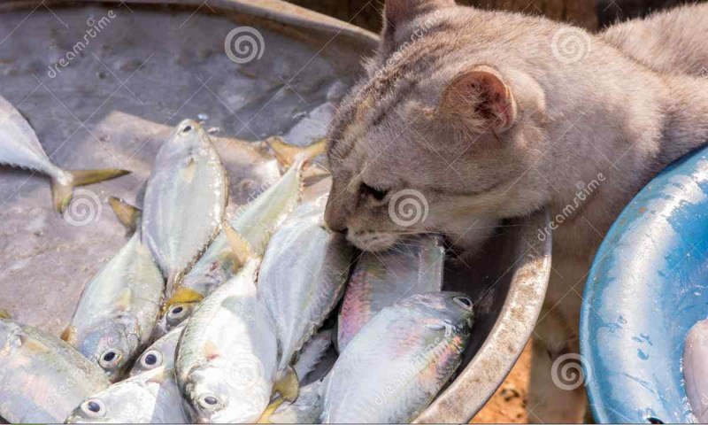 Кот ворует рыбу