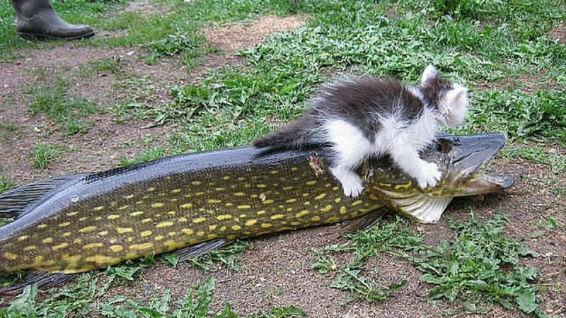 Котенок и большая рыба