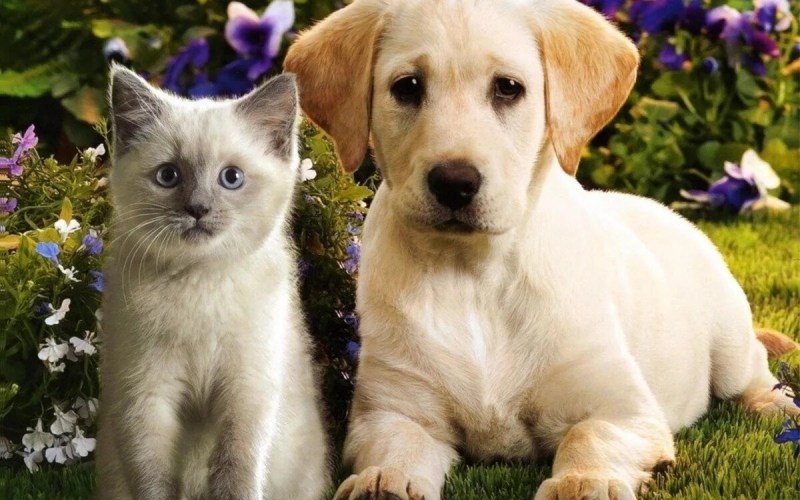 Милые котята и щенки
