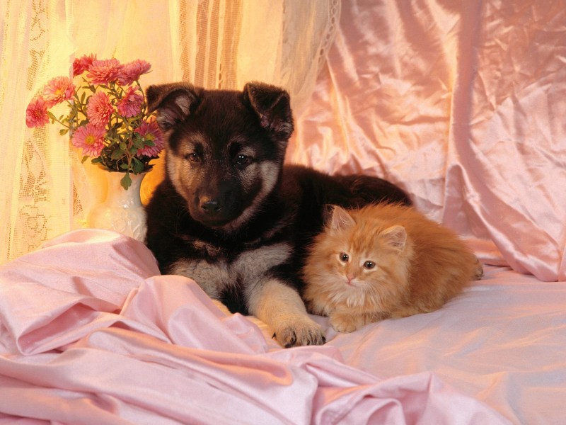 Красивые собаки и кошки