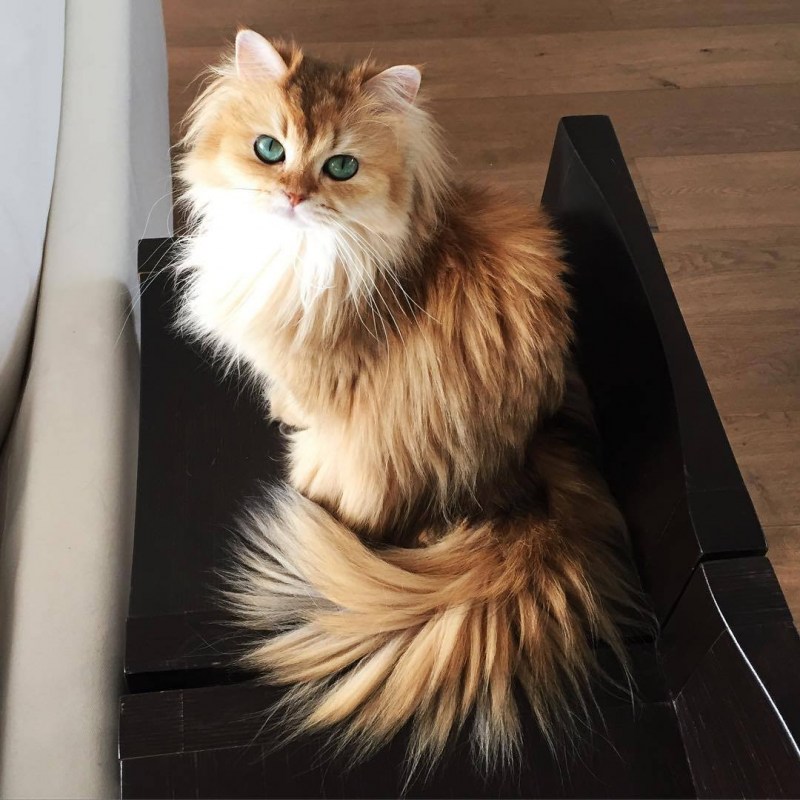 Кошка с длинной шерстью