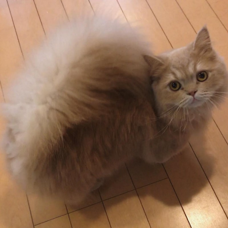 Котобелка порода