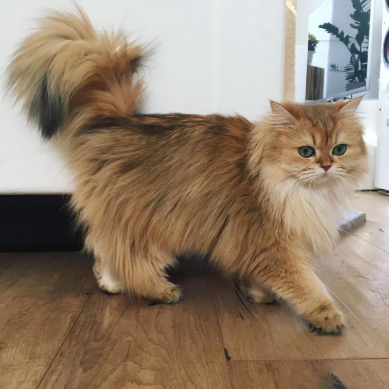 Сибирская кошка тэбби серебристая