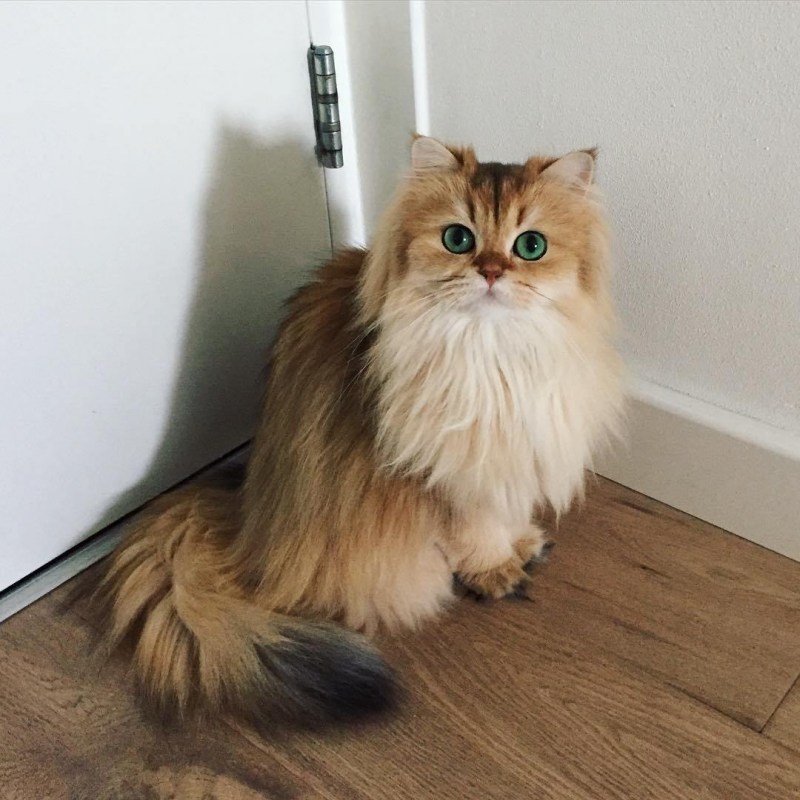 Длинный кошачий хвост
