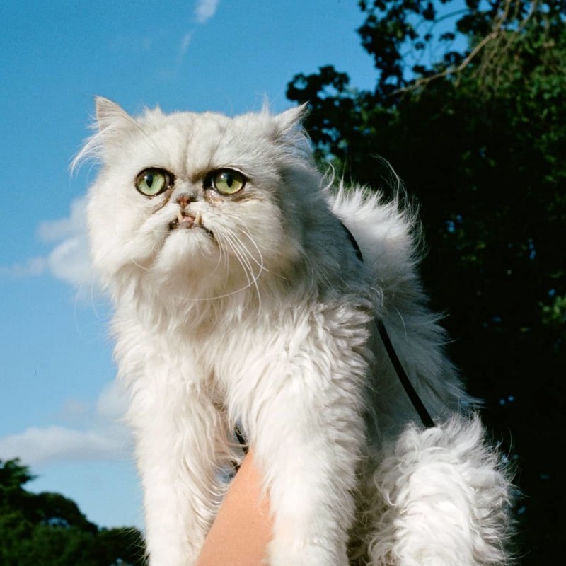 Сфинкс кошка морщинистая