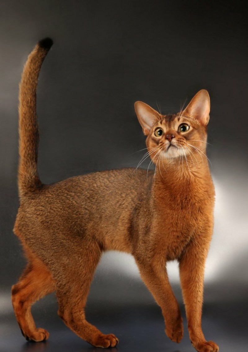 Абиссинская кошка