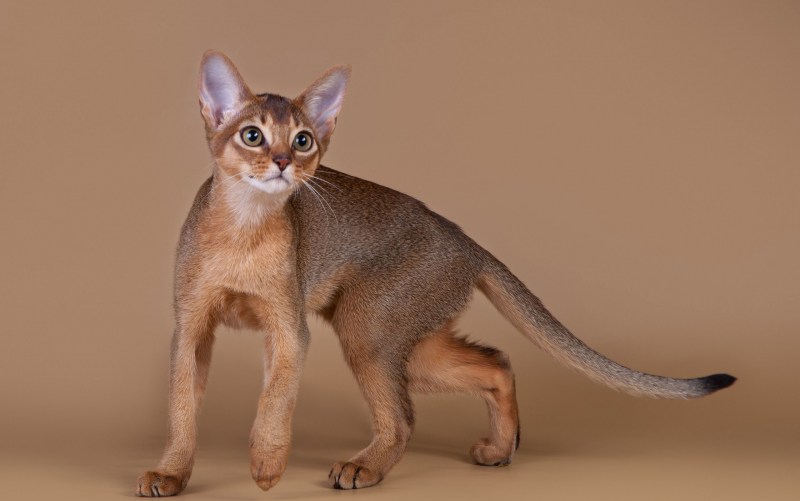 Европейская Абиссинская кошка