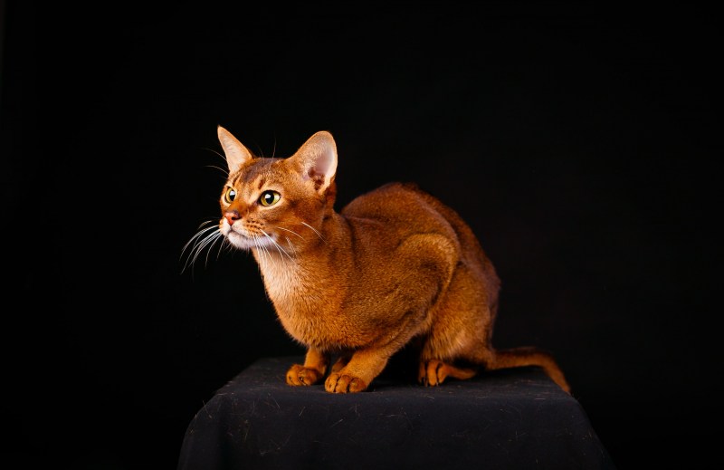 Абиссинская Саванна кошка