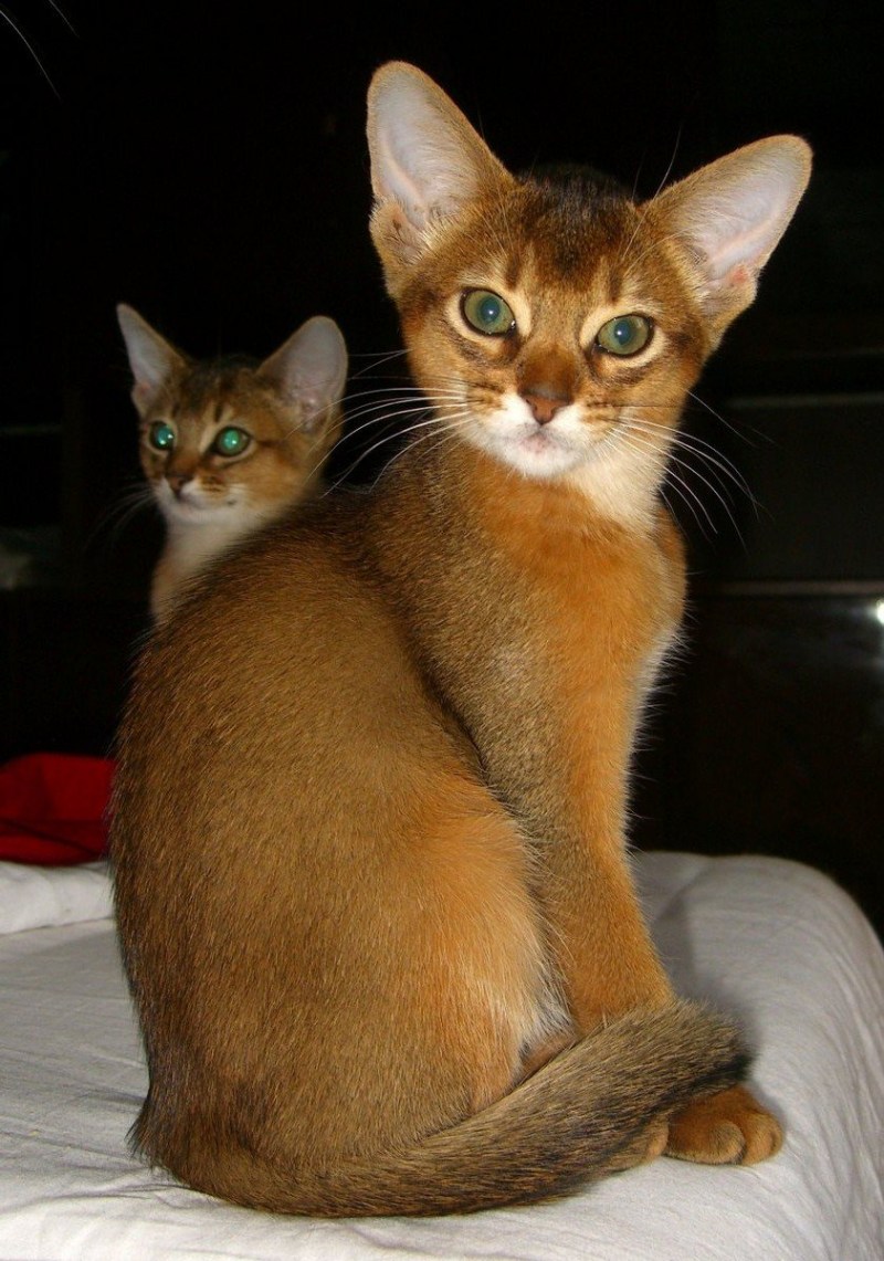 Абиссинская кошка