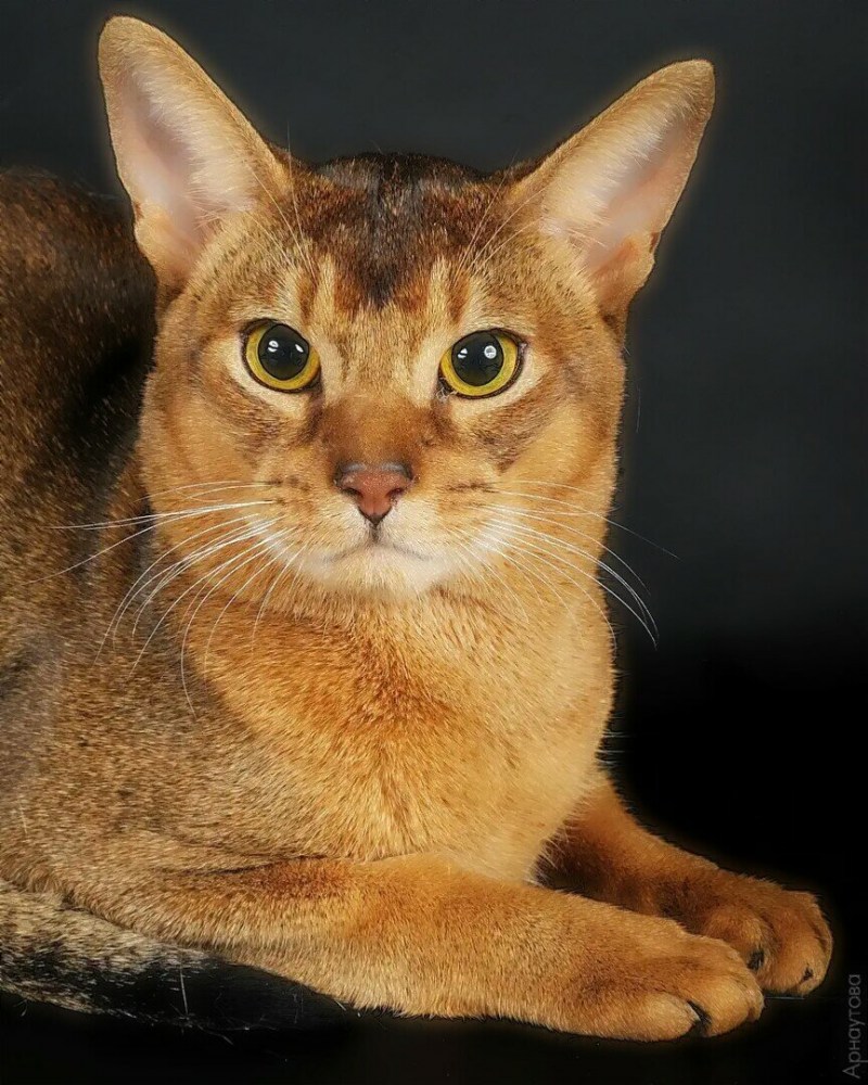 Кот породы абиссинец