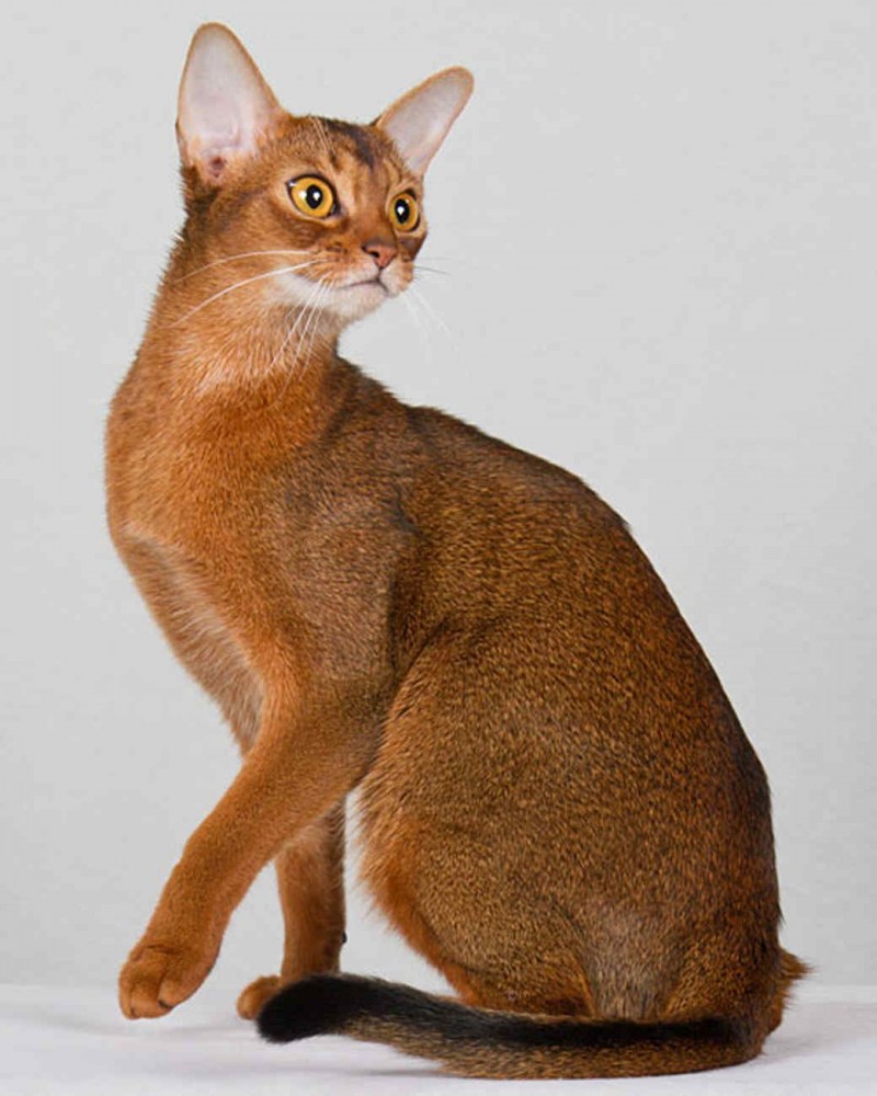 Кот породы абиссинец