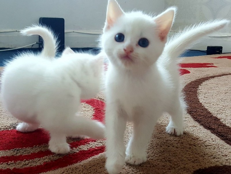 Турецкая ангора кошка котята