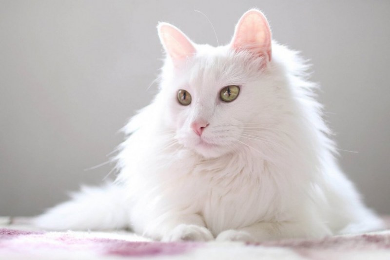Турецкая ангора кошка котята