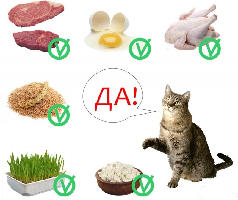 Рацион продуктов для кошек