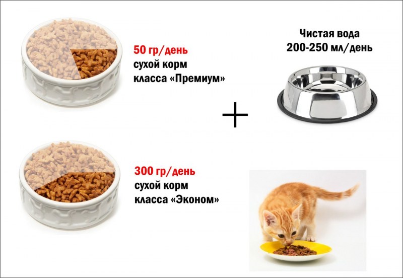 Порция котенка