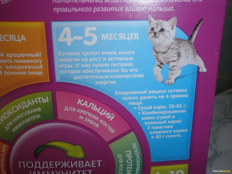 Питание для котят