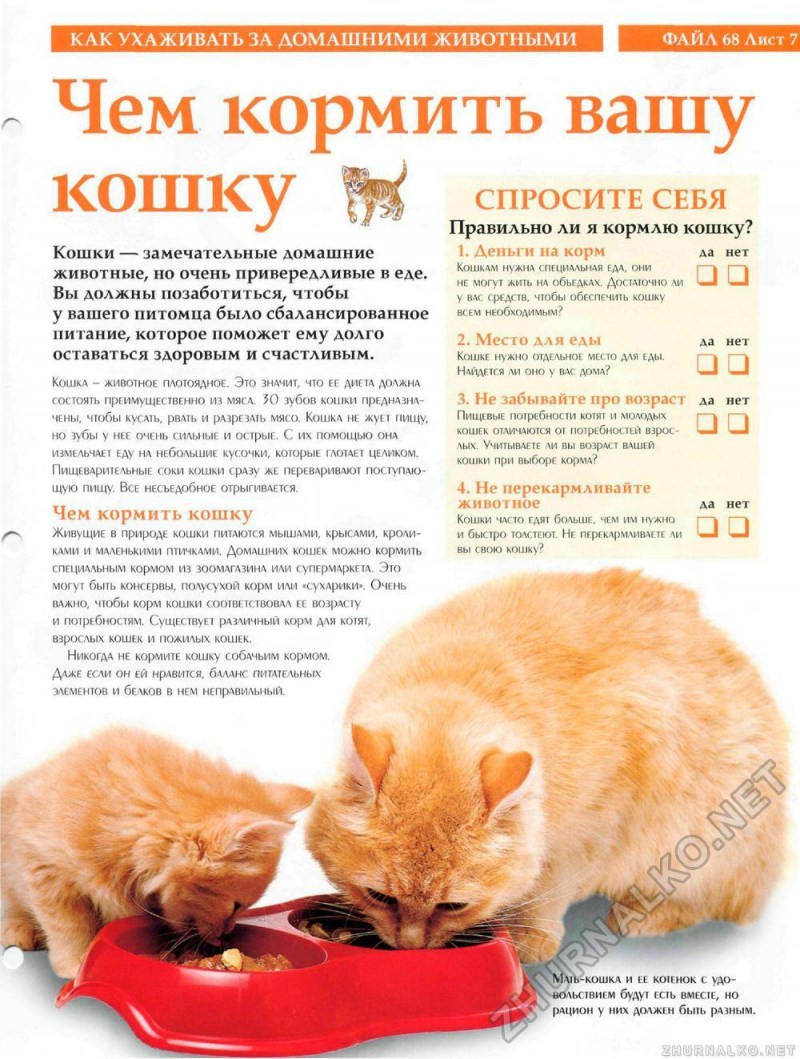 Питание для котят