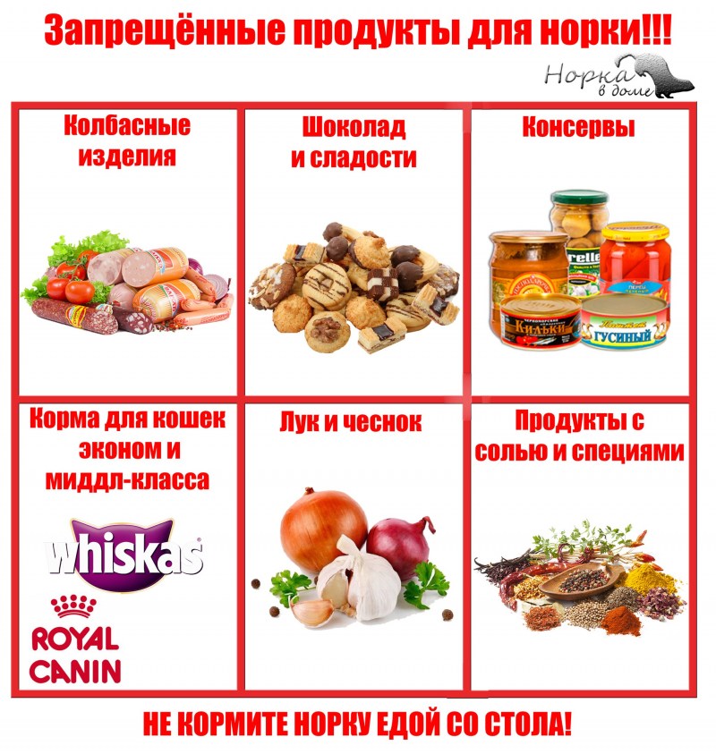 График питания кошки