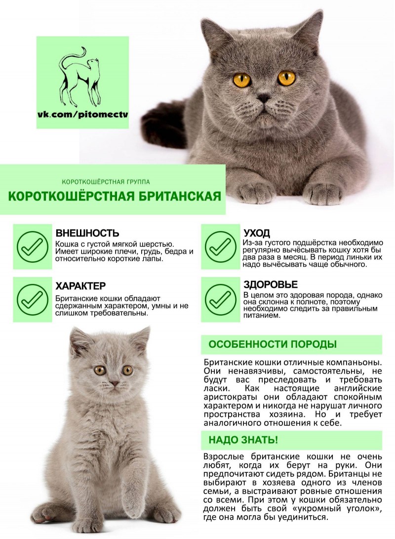 Рацион шотландского котенка 6мес