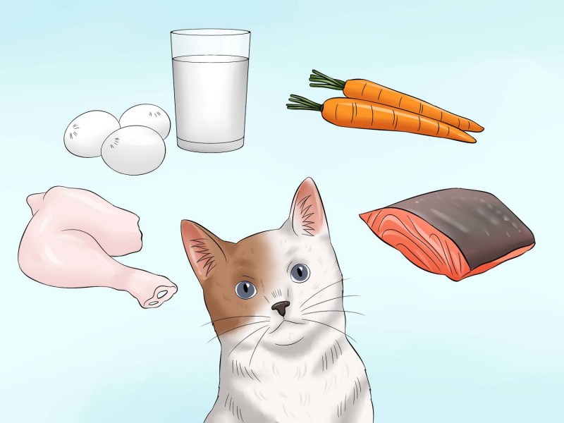Накорми кошку