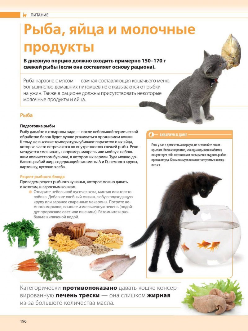 Рацион питания кошки
