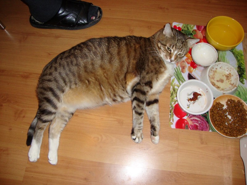 Лучший рацион для кошек