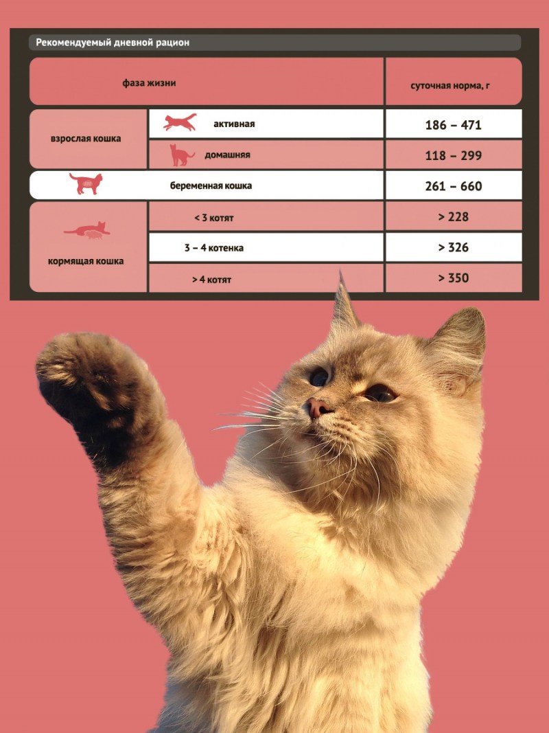 Happy Cat лосось и креветки