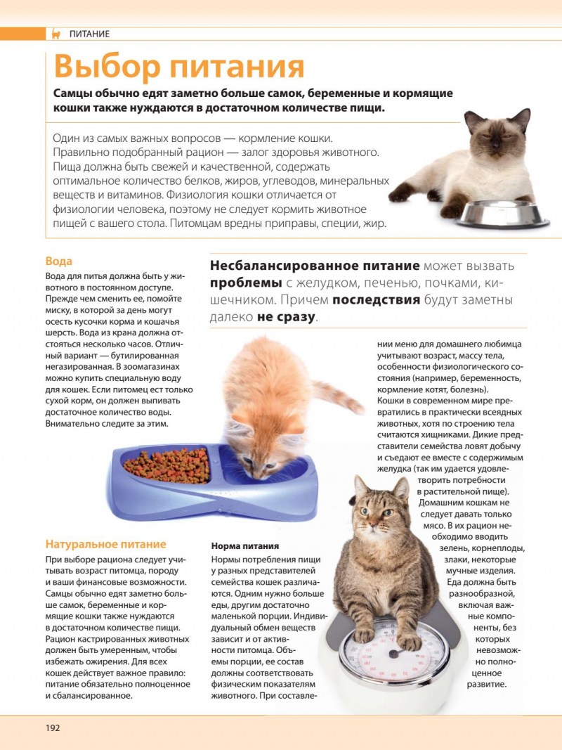 Рацион питания для котят до 2 месяцев