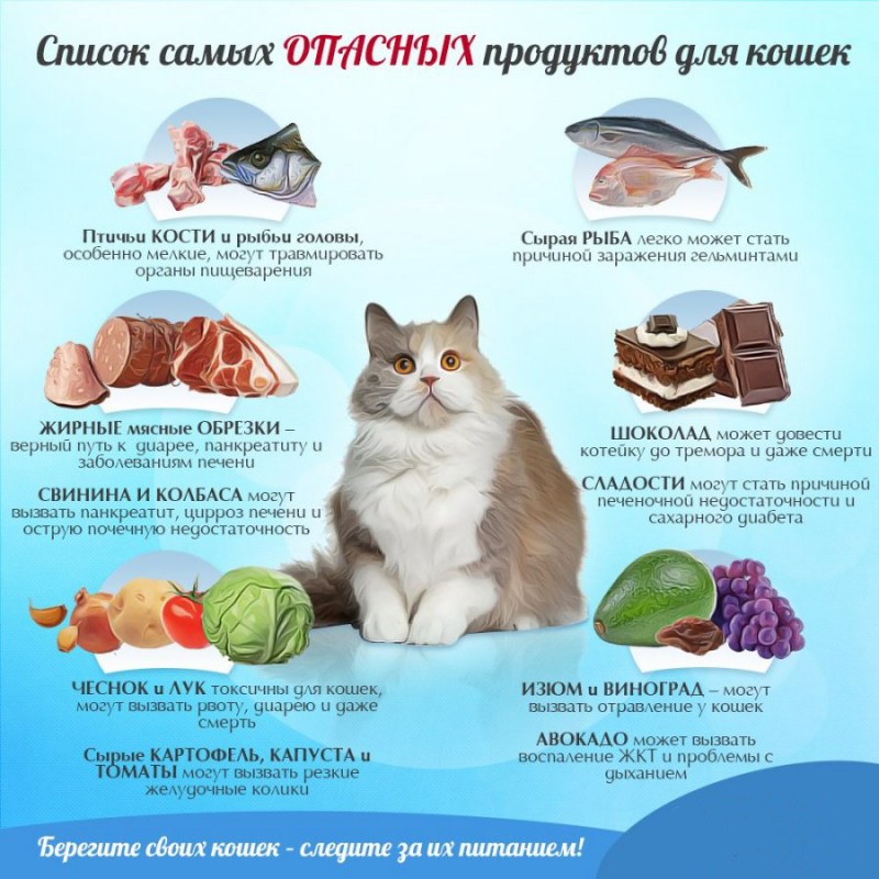 Опасные продукты для кошек