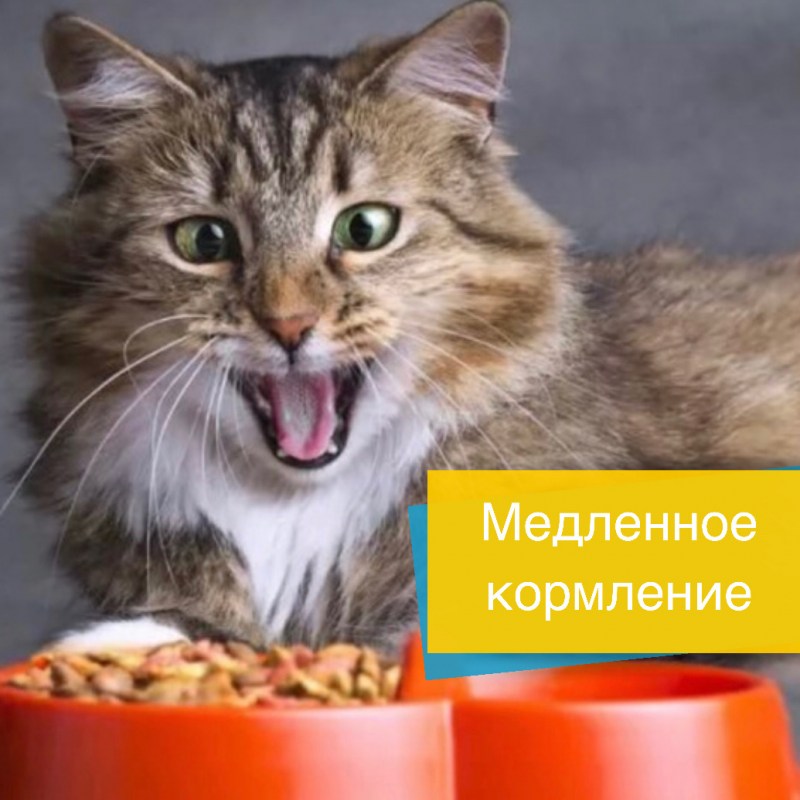 Чем кормить кошек в домашних условиях рецепты с фото