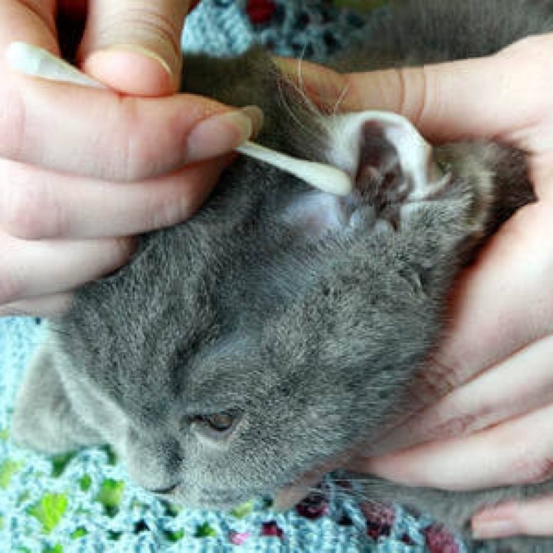 Cat Ears Cleaning