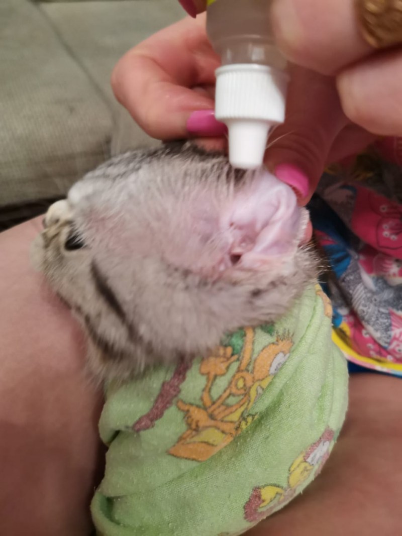 Уши кошки