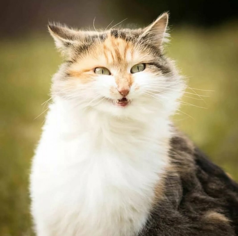 Хитрая кошка