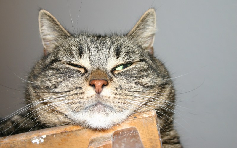 Смешной кот