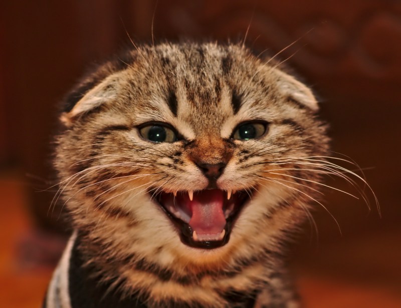 Коты в четверг