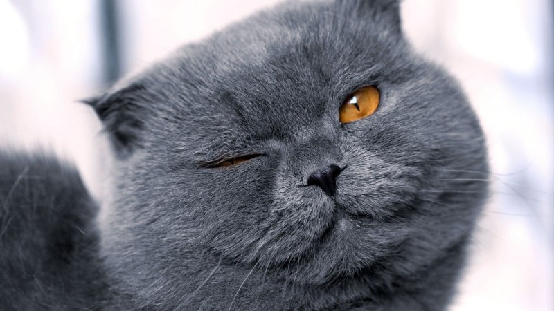 Кот подмигивает