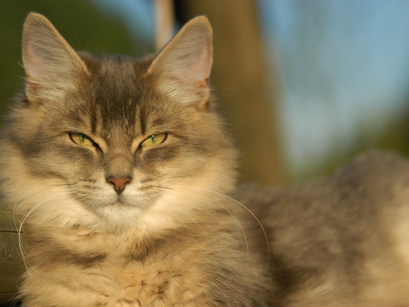 Кот с хитрыми глазами