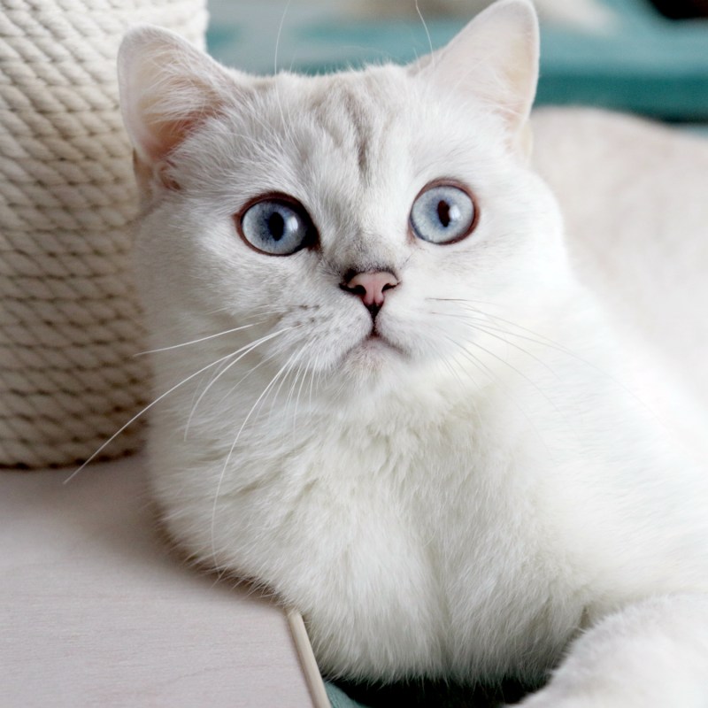 Кошка Британская шиншилла белая