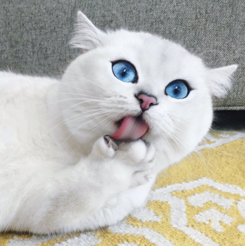 Британец кошка белая