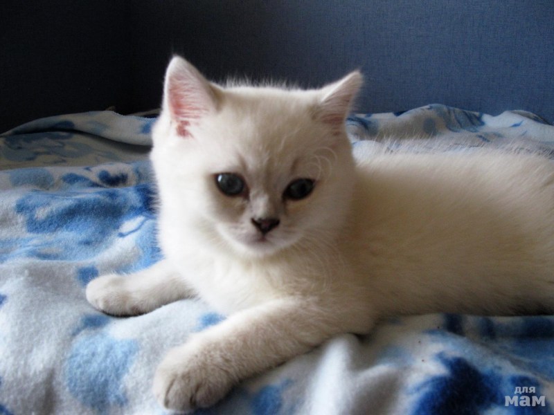 Голубоглазый кот Коби