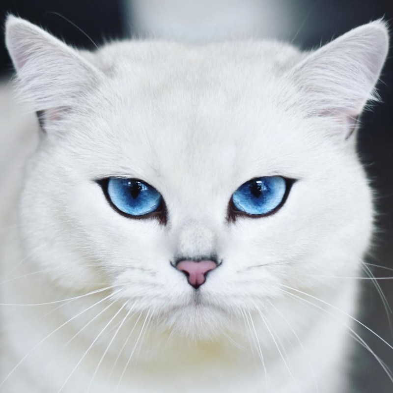 Британская короткошёрстная шиншилла
