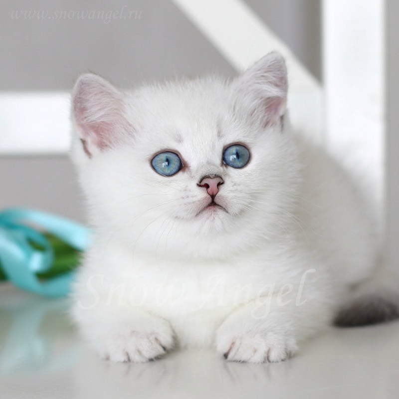 Бурмилла шиншилла кошка